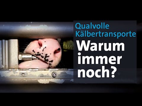 Video: 3 Möglichkeiten, Bankdrücken zu verbessern