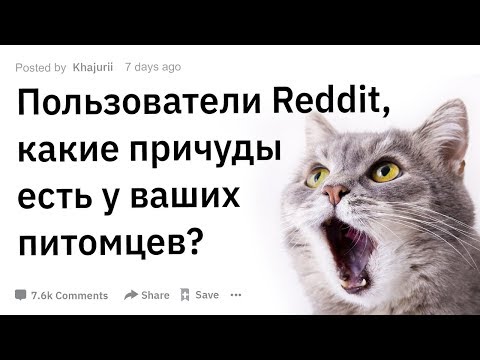 ПОЛЬЗОВАТЕЛИ REDDIT, КАКИЕ ПРИЧУДЫ ЕСТЬ У ВАШИХ ДОМАШНИХ ПИТОМЦЕВ | АПВОУТ