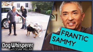 Cesar Millan: How To Train Barking Dog On Walks | Dog Whisperer by Dog Whisperer 12,510 views 6 days ago 10 minutes