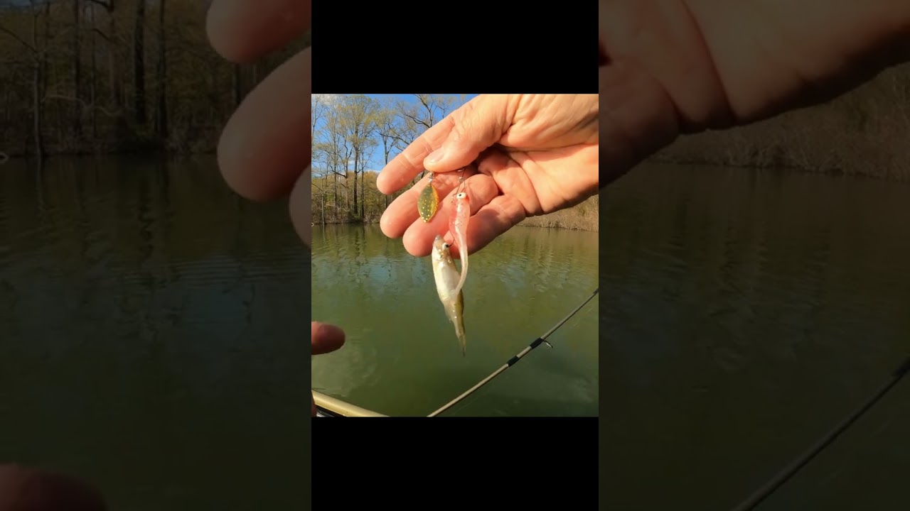 Smallmouth CANT Resist the Beetle spin! Creek fishing Clear Water