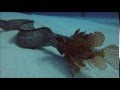 Eel vs Lionfish GoPro - Cozumel, Mexico