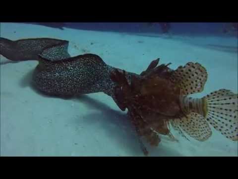 Eel vs Lionfish GoPro - Cozumel, Mexico