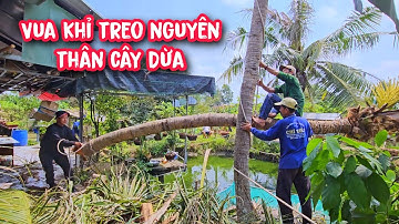 Đứng tim !! Vua khỉ cưa và treo nguyên thân cây Dừa nghiên ra ao nuôi cá (2/2).