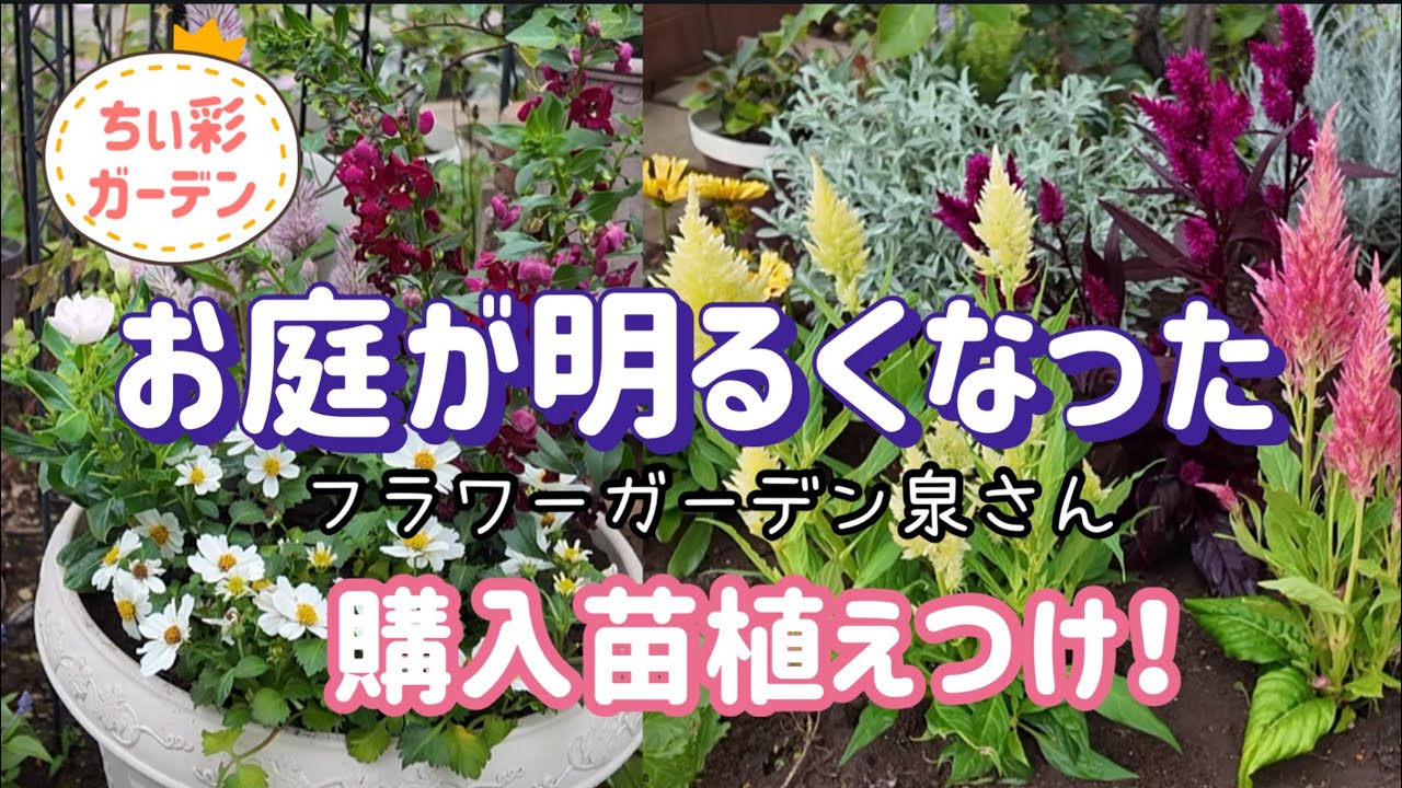 珍しいお花をたちをお迎えして購入苗植えつけ！お庭が明るくなりました