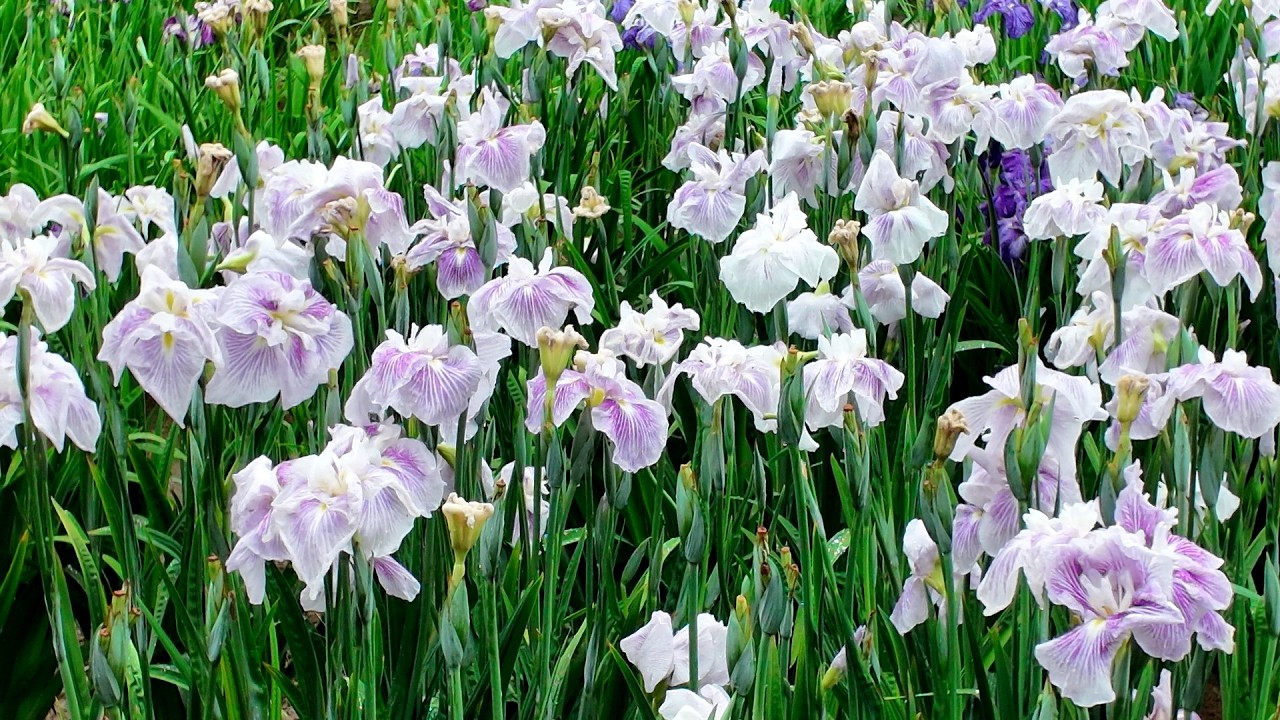 大村公園(玖島城跡)「花菖蒲園」江戸系や肥後系、伊勢系の171種 約10万株・30万本もの花菖蒲が咲き誇ってました。