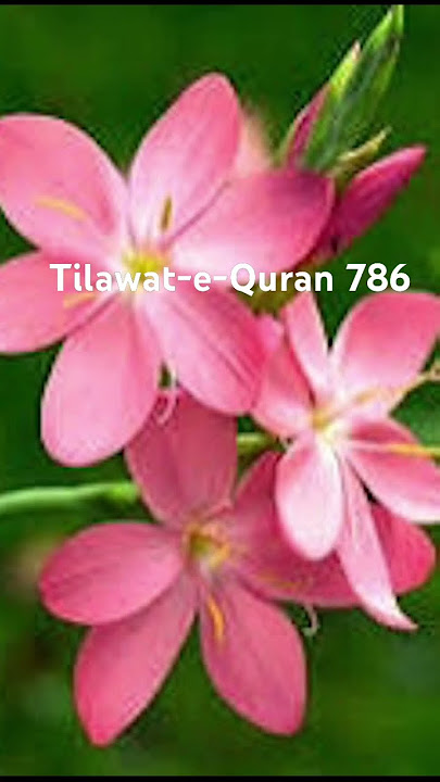 Surah Talaq ayat 2-3 Urdu transformation tilawat-e-Quran 786 #islamicvideo #quran #viralvideo