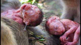 Newborn Monkey’s First Tears—Looking for Comfort &amp; Care leo monkey