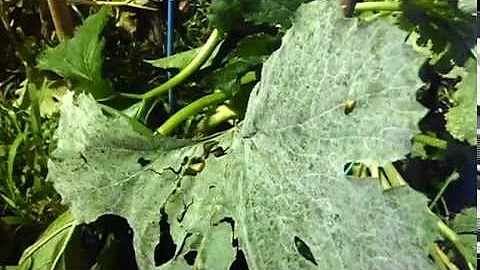 Cosa significa quando vedi una coccinella gialla?