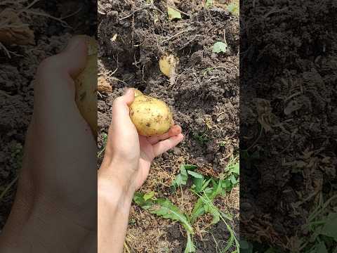 Копаем картошку. Краснодарский