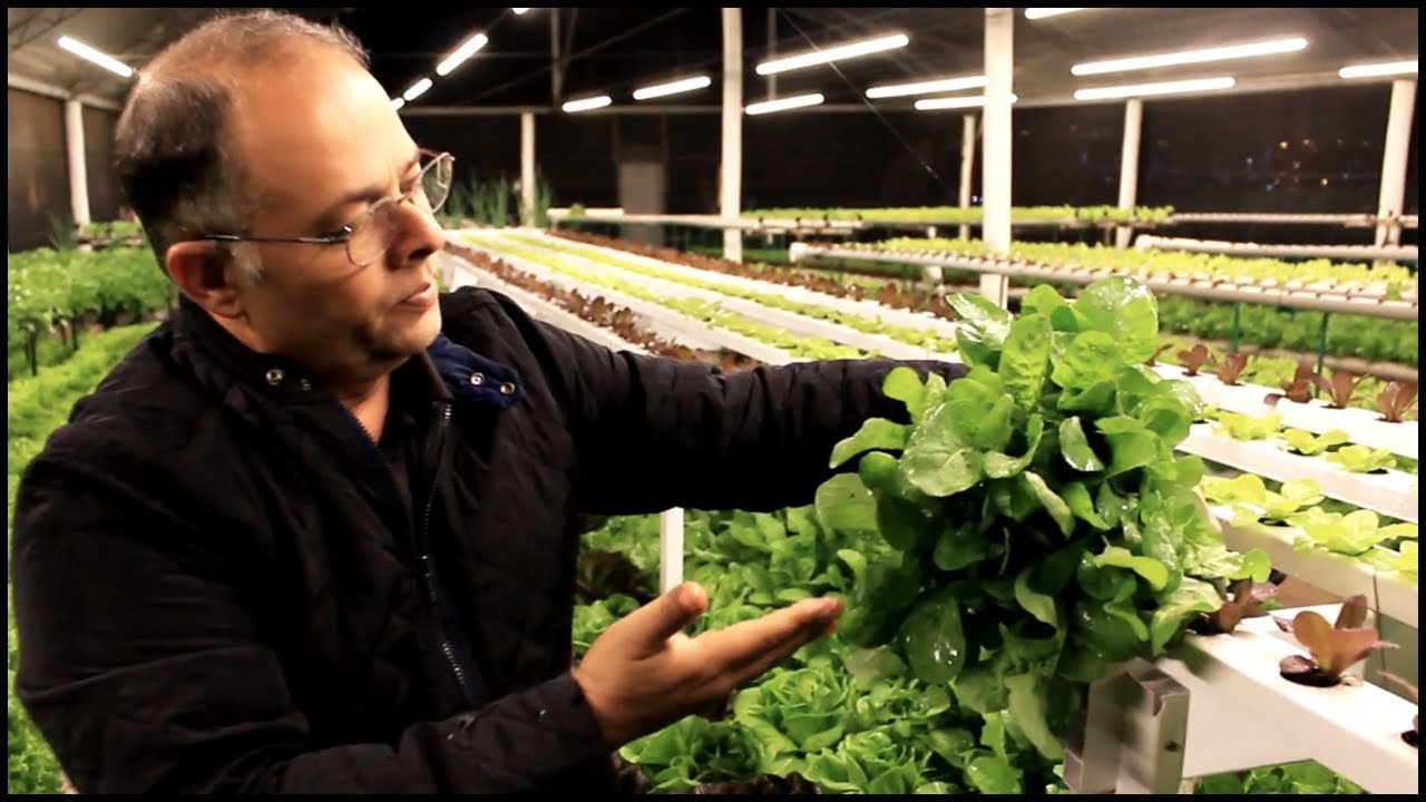 Rúcula hidropônica - Passo a passo