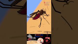 Mosquito Bite - Bug Bite 3D Animation