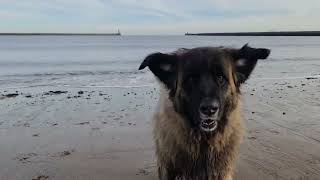 NORTH SHIELDS FERRY TO SOUTH SHIELDS BEACH WITH A LEONBERGER DOG by THE GENTLE GIANT 104 views 2 months ago 6 minutes, 39 seconds