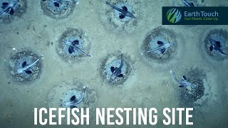 Massive icefish nesting site discovered in Antarctica