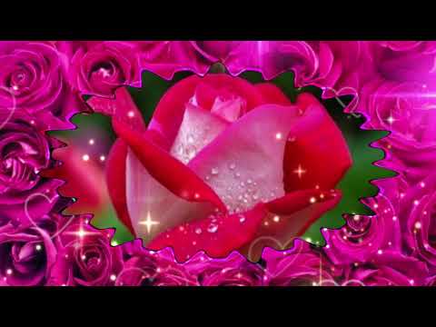 ЭТИ ЦВЕТЫ ДЛЯ ТЕБЯ. ПУСТЬ В ДОМЕ ПАХНЕТ СЧАСТЬЕМ.🌹🌹🌹🌹🌹❤️😘