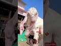 #so Cute baby goats #goat #cute #shortvideo #animalslover #new #animallover #goatfarming #viral