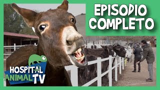 El burro ¿El mejor amigo del hombre? | Hospital Animal TV (Episodio Completo)