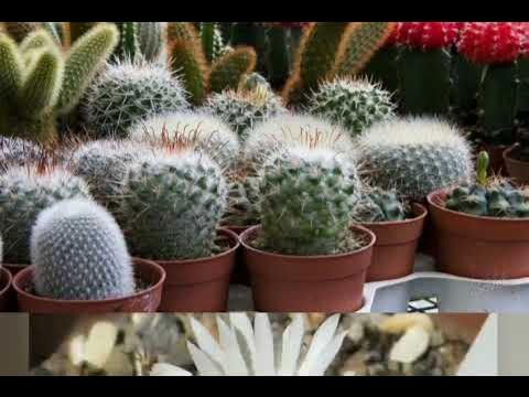 Дітям про кактус. - YouTube