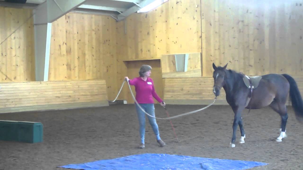 Natural Horsemanship Demonstration for 4H.mp4