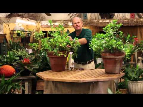 Care Tips for Indoor Gardenia Plants