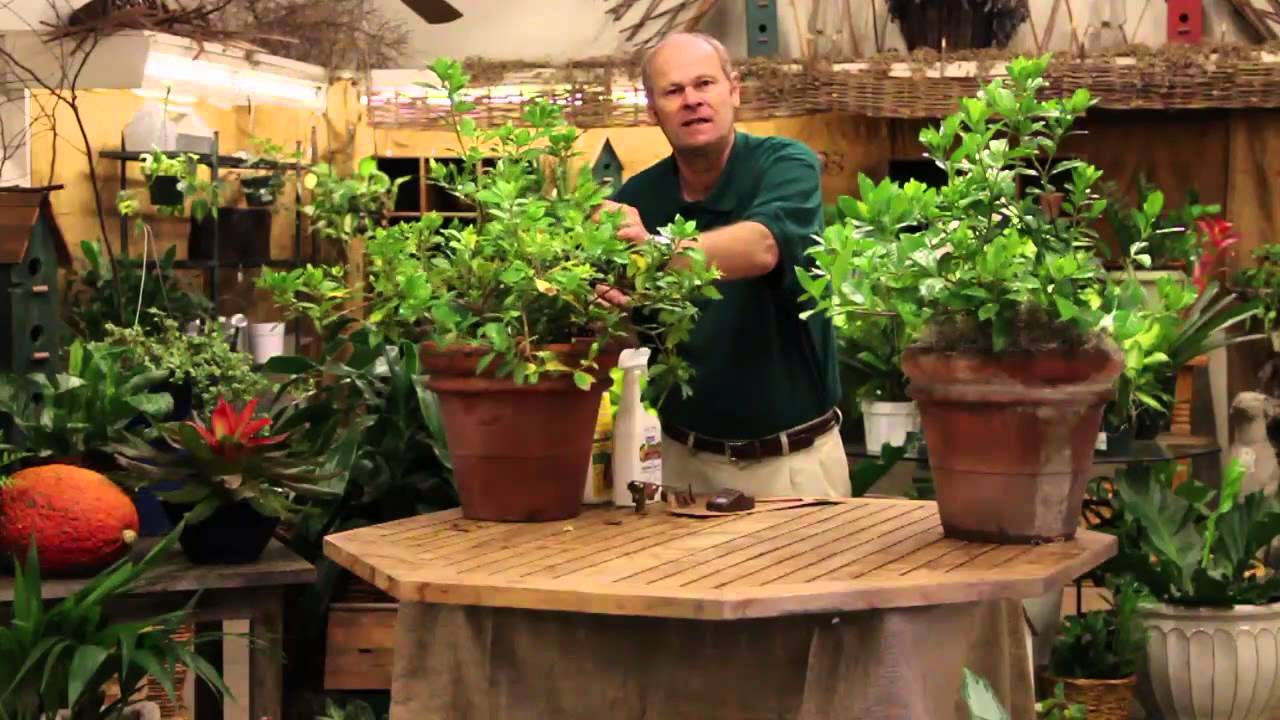 Care Tips for Indoor Gardenia Plants - YouTube