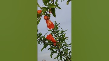 Cây lựu đỏ Ấn độ #gardening #shortvideo #shorts