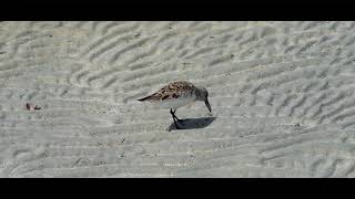 Sanderling: The Cute Shorebirds Sandpipers