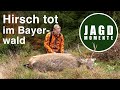 DRÜCKJAGD | Hirsch tot im Bayerwald | JagdMomente | 2021