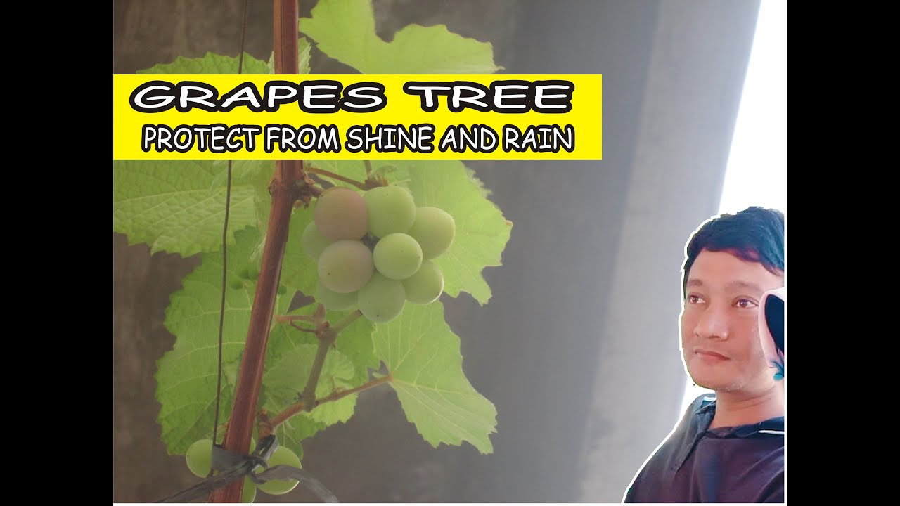 Grapes Tree YouTube grapes-tree-youtube