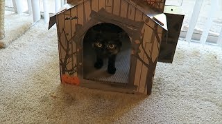 hyde and eek boutique cat scratcher