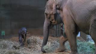 上野動物園のアジアゾウ「ウタイ」とその子ども2020年11月3日撮影、音声あり