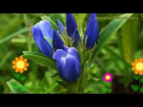 Горечавка трехцветковая подвид японская. Краткий обзор, описание gentiana triflora var. japonica Горечавка трехцветковая подвид японская. Краткий обзор, описание gentiana triflora var. japonica