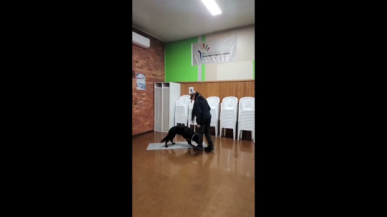 Introducing the Mat to Athena the 7 month old GSD
