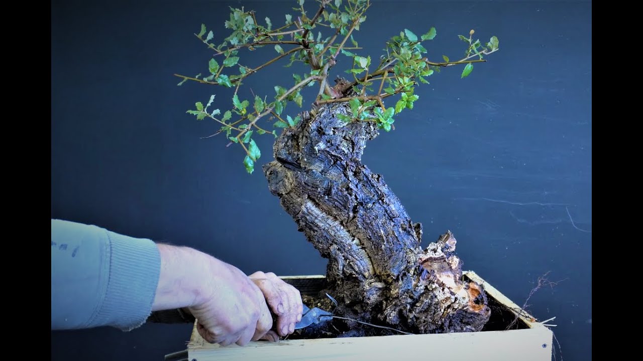 Un lungo progetto bonsai | Quercus suber | Scelta del fronte | Posizionamento