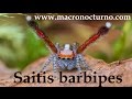 El baile de la araña Saitis barbipes
