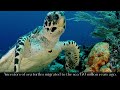 Spirit of the sea turtle Longevity and good luck