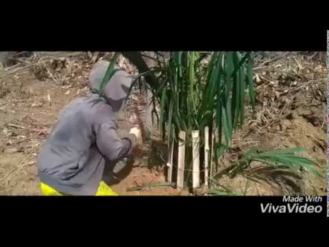 Video: Spindle Palm Houseplant: Ketahui Mengenai Penjagaan Dalaman Untuk Palm Spindle