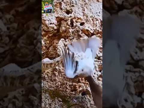 من شدة الجوع لم ترى الافعى فوقعت فريسة مشهد يحبس الانفاس 