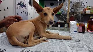 தடுப்பூசி போடாத நாள் கடந்த நாய் (adult dog ) மற்றும் நாய்க்குட்டிகளுக்கு, தடுப்பூசி போட வேண்டுமா?