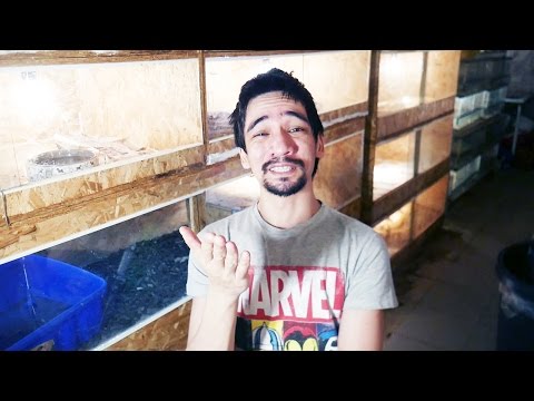 Короткое достоинство? Купи ужа! Короткое достоинство? Купи ужа!