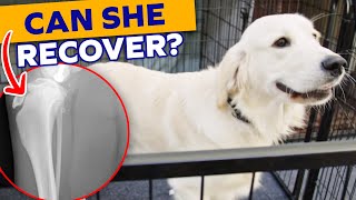 Service Dog Receives The Care She Normally Provides by Happy Tails 264 views 3 months ago 5 minutes, 18 seconds