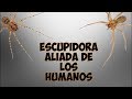 ARAÑA ESCUPIDORA ALIADA DE LOS HUMANOS