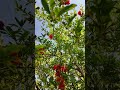 Good luck to you all🌹 - summer is here ❤️❤️🌹🔥🔥🔥🍀🍀#trending #viral #nature #home