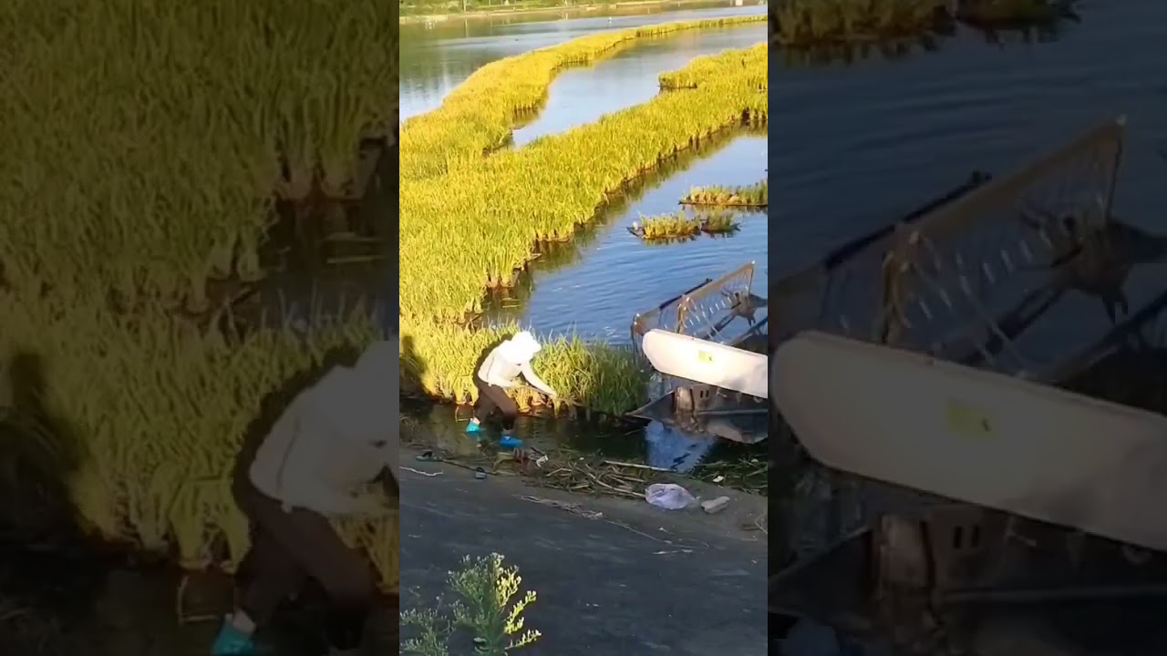 Floating farming  ‼️‼️👨‍🌾👨‍🌾🤯🤯🌱🌱