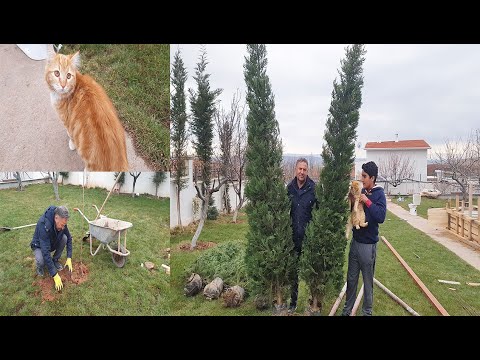 Video: Alakul, Vyborg Bölgesinde Süs Ve Meyve Ağaçları Ve çalılar Fidanlığı