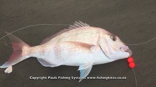 Kite Fishing Muriwai Beach  Shore Based Longline Fishing