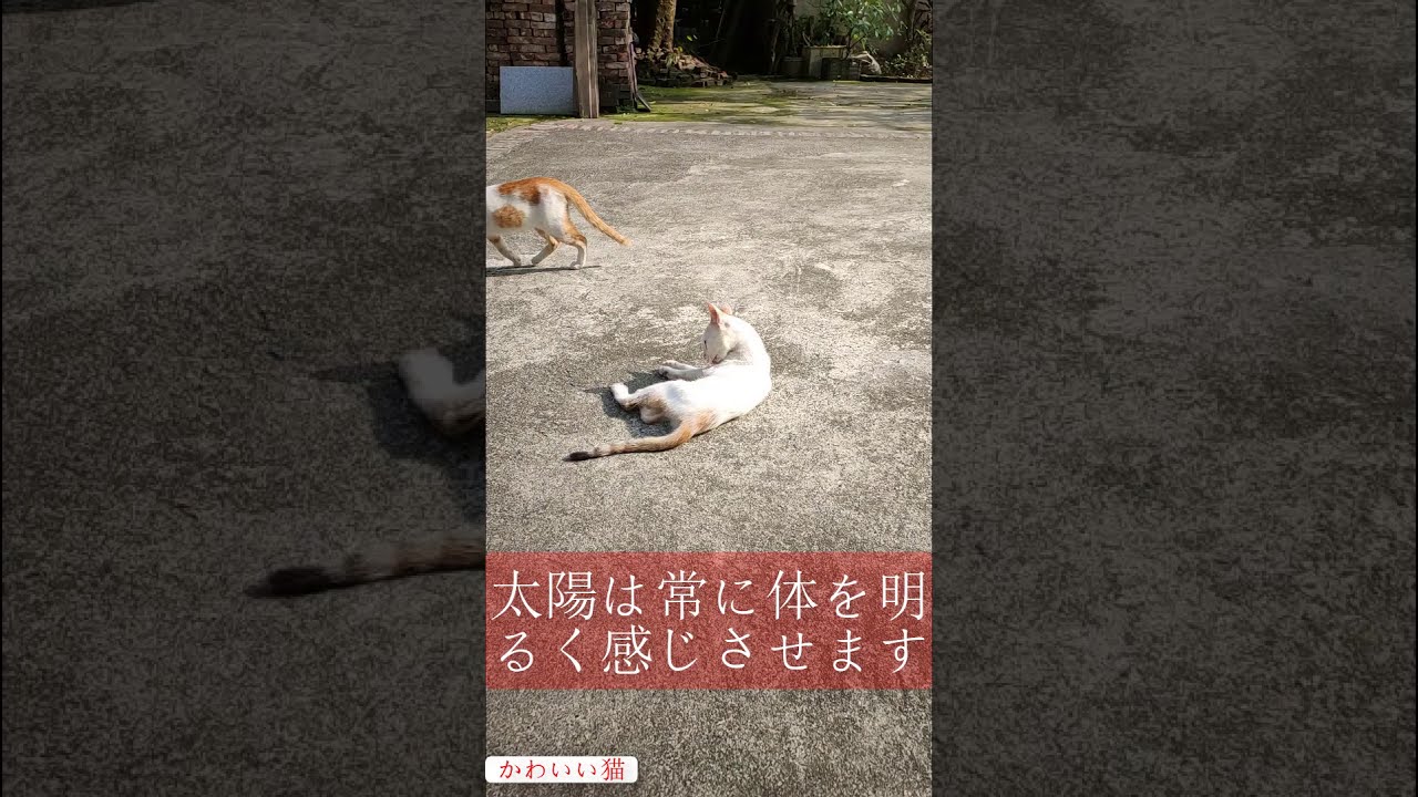 ストレスを和らげる世界一かわいい猫の日光浴 Shorts 動物がかわいいyoutube動画はここだ