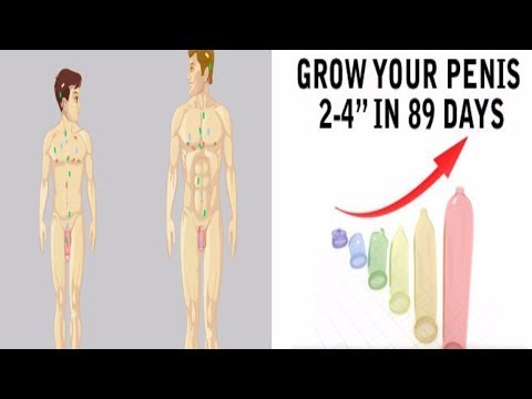 The facts about your penis