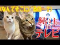 いないはずの飼い主がテレビの中から呼び掛けたら猫たちはどうなる？！