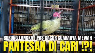 PANTESAN BANYAK YG NYARI BURUNG LANGKA INI ! KALAU SUDAH GACOR SUARANYA MEWAH ! ENAK DI DENGAR