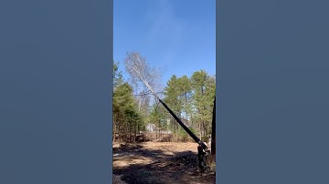 Large poplar tree comes down. Notch and drop!